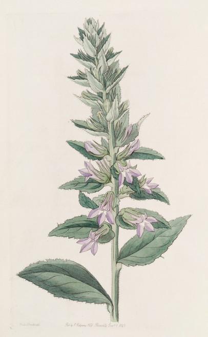 Digital Print - Glandular Lobelia by Sydenham Edwards