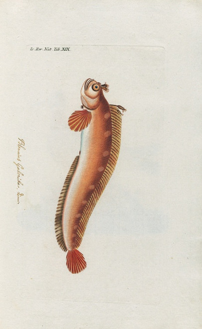 Digital Print - Icones rerum naturalium, ou figures enlumines d'histoire naturelle du nord Pl.19 by Peder Ascanius