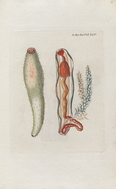 Digital Print - Icones rerum naturalium, ou figures enlumines d'histoire naturelle du nord Pl.45 by Peder Ascanius