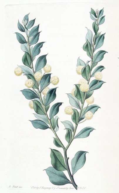 Digital Print - Hooked-leaved Acacia by Sydenham Edwards