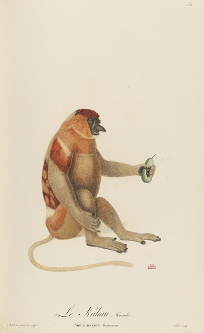 Digital Print - Le Kahau by Jean-Baptiste Audebert