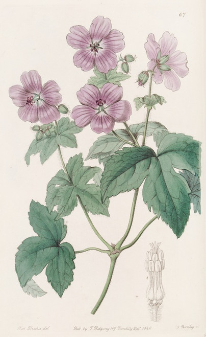 Digital Print - Bramble-leaved Geranium by Sydenham Edwards