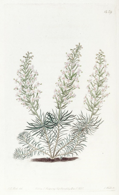 Digital Print - Fascicled Stylidium by Sydenham Edwards