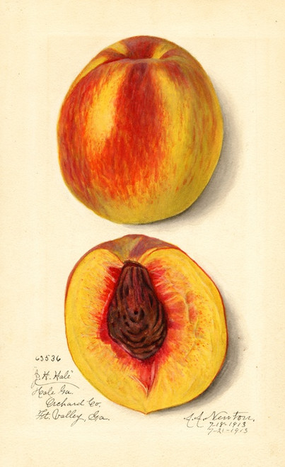 Digital Print - Prunus persica: J by Amanda Almira Newton