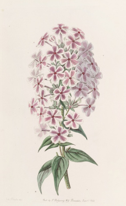 Digital Print - Van Houtte's Phlox by Sydenham Edwards Digital Print - Van Houtte's Phlox by Sydenham Edwards