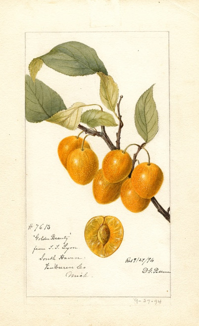 Digital Print - Prunus avium: Golden Beauty by Deborah Griscom Passmore