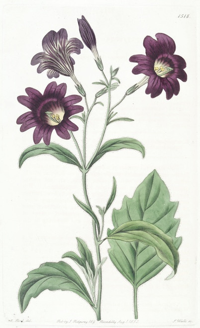 Digital Print - Dark-purple Salpiglossis by Sydenham Edwards