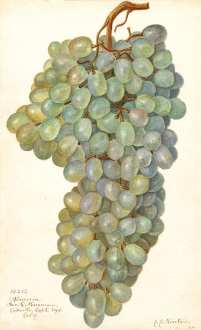 Digital Print - Vitis: Almeria by Amanda Almira Newton