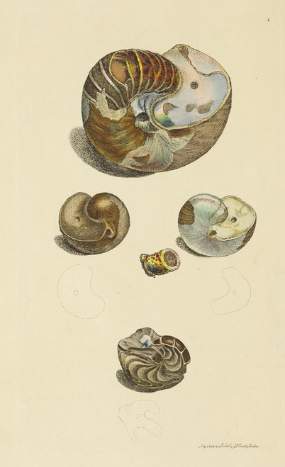 Digital Print - The mineral conchology of Great Britain Pl.001 by James Sowerby