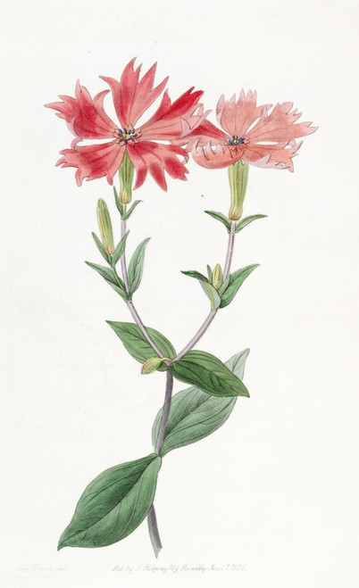 Digital Print - Bunge's Lychnis by Sydenham Edwards