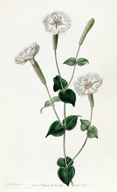 Digital Print - Armenian Catchfly by Sydenham Edwards