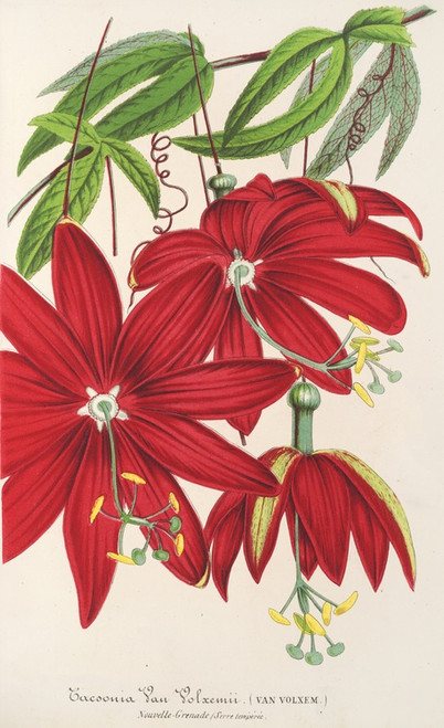 Digital Print - Tacsonia Van Volxemii by Charles Antoine Lemaire
