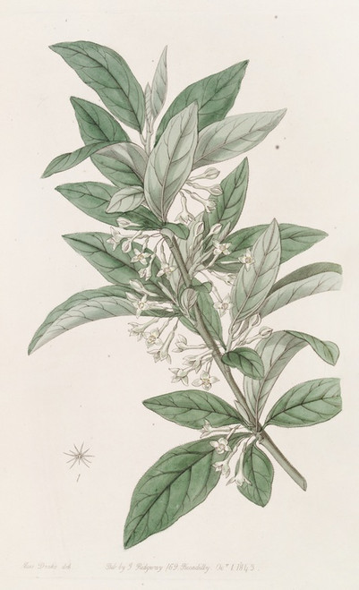 Digital Print - Small-leaved Oleaster by Sydenham Edwards Digital Print - Small-leaved Oleaster by Sydenham Edwards