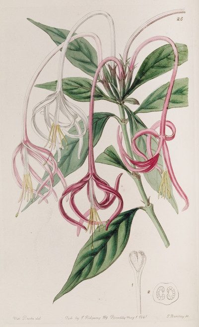 Digital Print - Changeable Posoquery by Sydenham Edwards