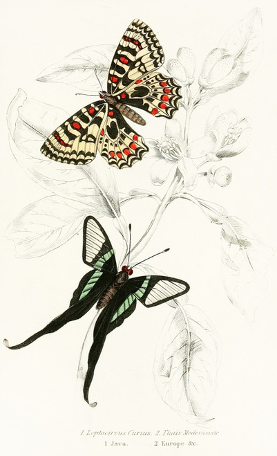 Digital Print - Leptocircus Curius,Thais Medesicaste by James Duncan