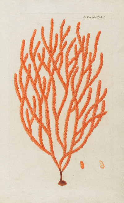 Digital Print - Icones rerum naturalium, ou figures enlumines d'histoire naturelle du nord Pl.50 by Peder Ascanius