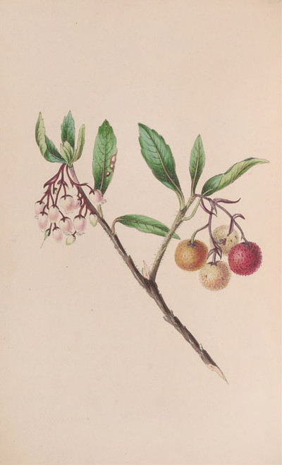 Digital Print - Yew by John Stevens Henslow