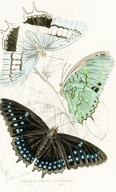Digital Print - Nymphalis Ethiocles,Nymphalis Tiridates by James Duncan