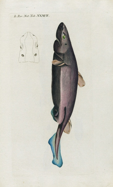 Digital Print - Icones rerum naturalium, ou figures enlumines d'histoire naturelle du nord Pl.37 by Peder Ascanius