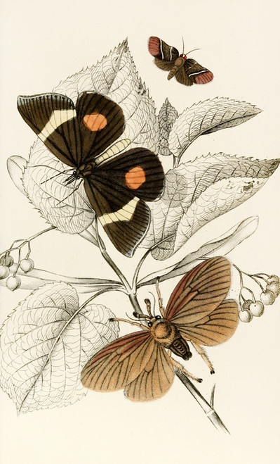 Digital Print - Epidesmia tricolor, Scopelodes unicolor, Tortrix Crameriana by James Duncan