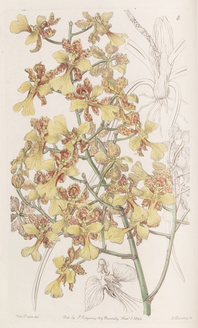 Digital Print - Long-Leaved Oncidium by Sydenham Edwards