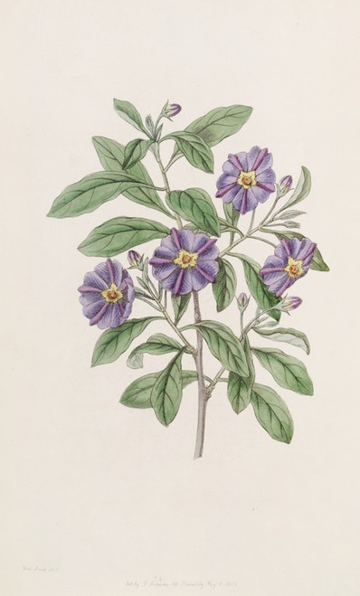 Digital Print - Lycium-like Solanum by Sydenham Edwards
