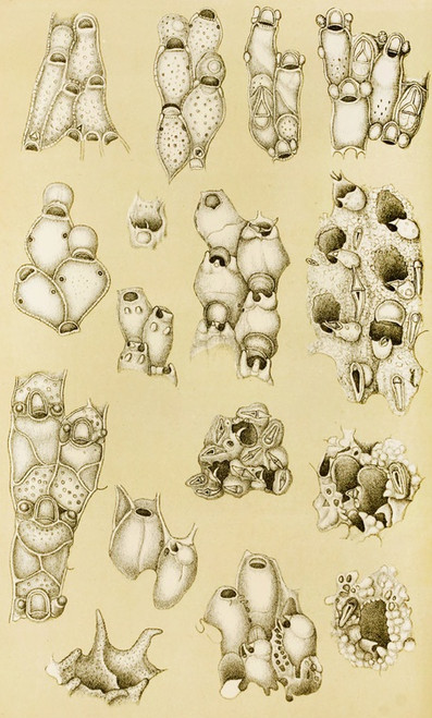 Digital Print - Polyzoa XVII by Frederick McCoy
