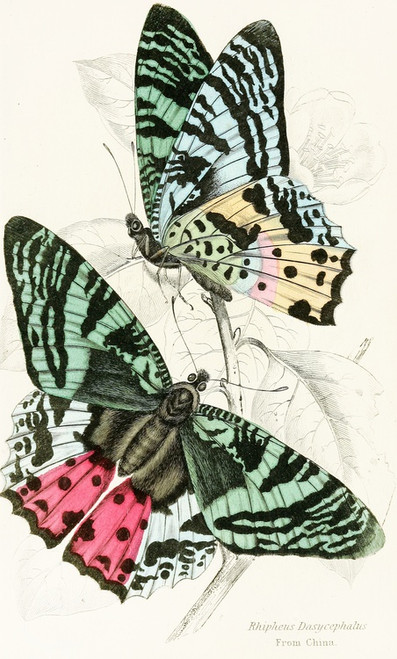 Digital Print - Rhipheus Dasycephalus by James Duncan