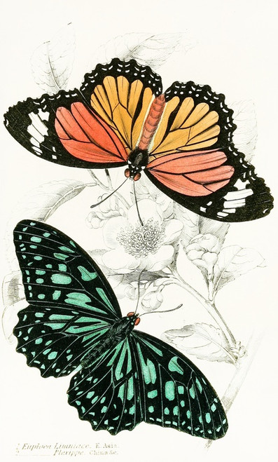 Digital Print - Euploea Limniace, Euploea Plexippe by James Duncan