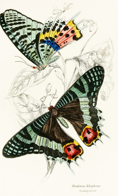 Digital Print - Thaliura Rhipheus by James Duncan
