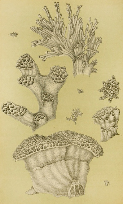 Digital Print - Polyzoa II by Frederick McCoy