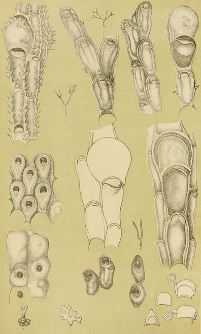 Digital Print - Polyzoa III by Frederick McCoy