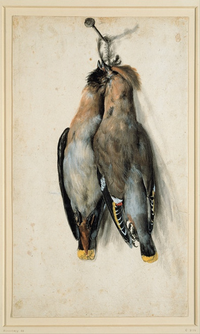 Digital Print - Two Dead Bohemian Waxwings by Lucas Cranach the Elder