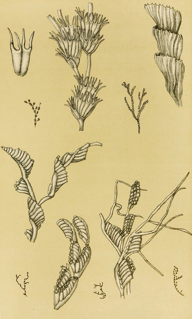 Digital Print - Polyzoa XII by Frederick McCoy