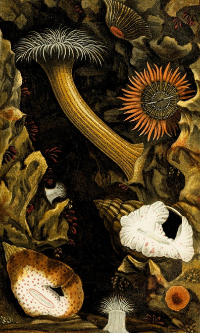 Digital Print - Sagartia troglodytes, S. viduata, S. pallida, S. pura, Adamsia palliata by Philip Henry Gosse