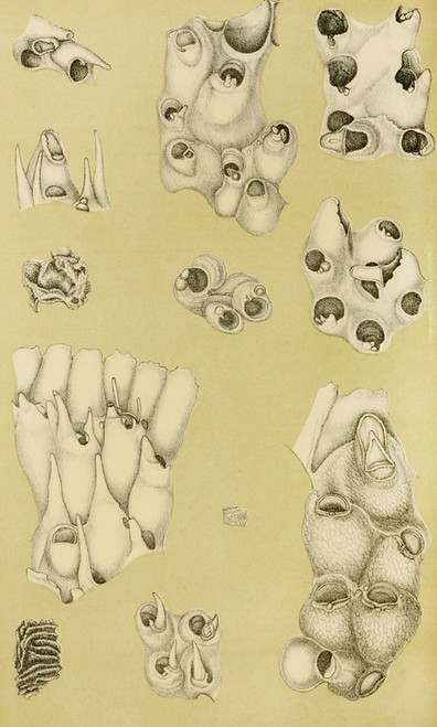 Digital Print - Polyzoa VI by Frederick McCoy
