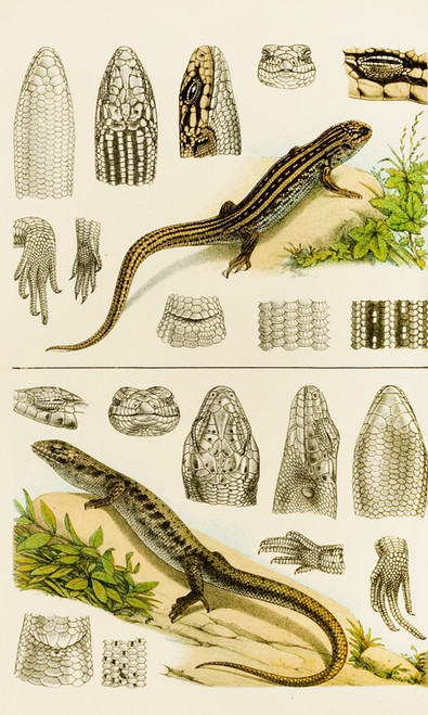 Digital Print - Reptiles VIII by Frederick McCoy