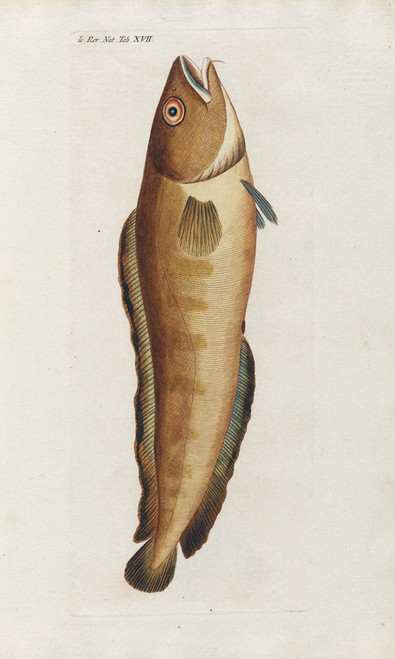 Digital Print - Icones rerum naturalium, ou figures enlumines d'histoire naturelle du nord Pl.17 by Peder Ascanius