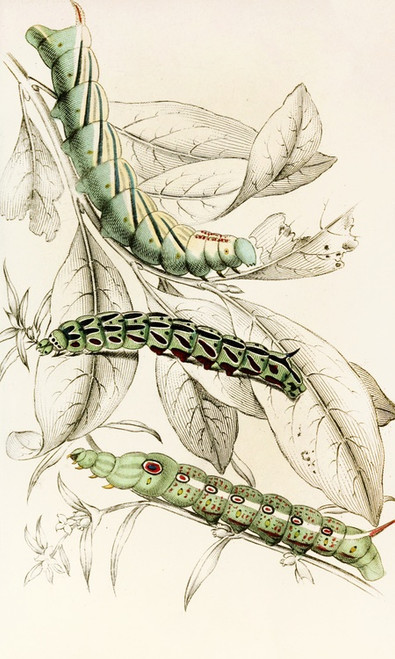 Digital Print - Caterpillar of Metopsilus Tersa, Sphinx Chionanthi, Sphinx Gaurae by James Duncan