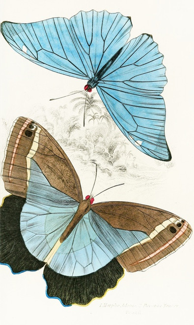 Digital Print - Morpho Adonis,Pavonia Teucer by James Duncan