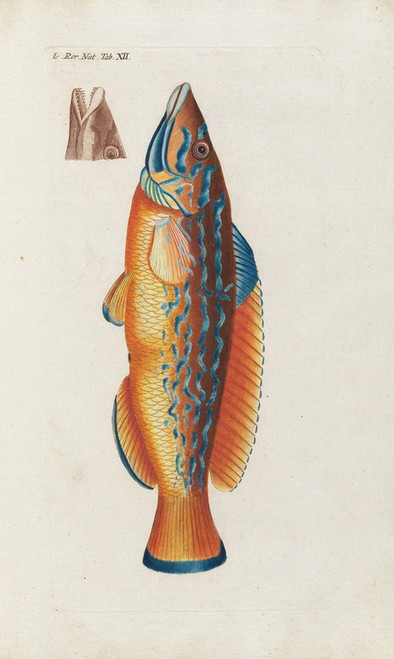 Digital Print - Icones rerum naturalium, ou figures enlumines d'histoire naturelle du nord Pl.12 by Peder Ascanius