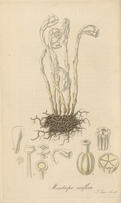 Digital Print - Monotropa uniflora by William Jackson Hooker