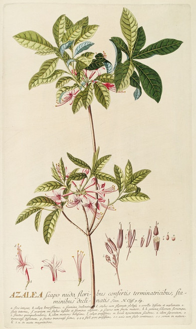 Digital Print - Azalea by Georg Dionysius Ehret