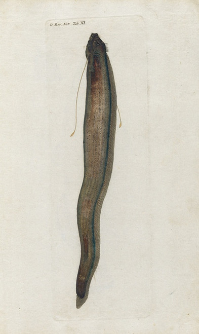 Digital Print - Icones rerum naturalium, ou figures enlumines d'histoire naturelle du nord Pl.11 by Peder Ascanius