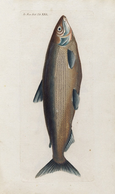 Digital Print - Icones rerum naturalium, ou figures enlumines d'histoire naturelle du nord Pl.30 by Peder Ascanius