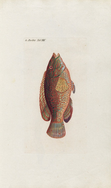 Digital Print - Icones rerum naturalium, ou figures enlumines d'histoire naturelle du nord Pl.14 by Peder Ascanius
