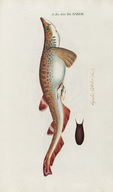 Digital Print - Icones rerum naturalium, ou figures enlumines d'histoire naturelle du nord Pl.38 by Peder Ascanius