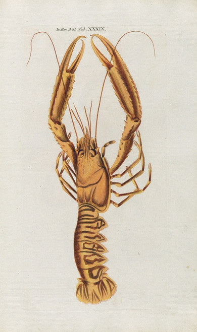 Digital Print - Icones rerum naturalium, ou figures enlumines d'histoire naturelle du nord Pl.39 by Peder Ascanius