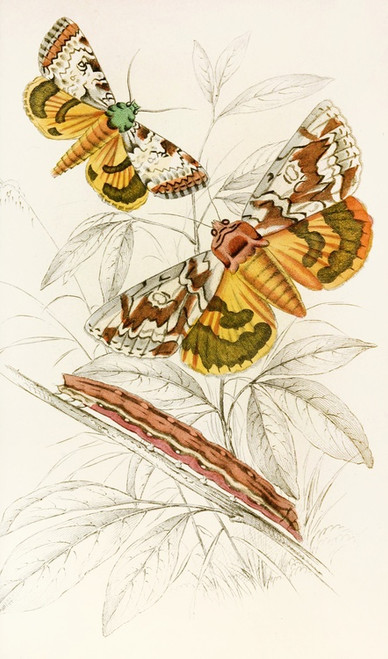 Digital Print - Catochala neogama, Catochala amesia by James Duncan
