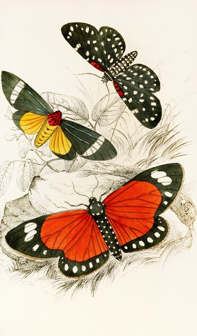 Digital Print - Hypercampa Sybaris, Callimorpha Helcita, Callimorpha Phileta by James Duncan